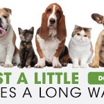 All About Animals Medical Care Fundraiser