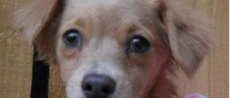 All About Animals Rescue: Adoptable Dogs