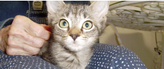 All About Animals Rescue: Adoptable Cats
