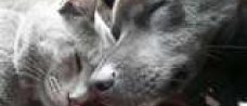 All About Animals Rescue: Volunteers
