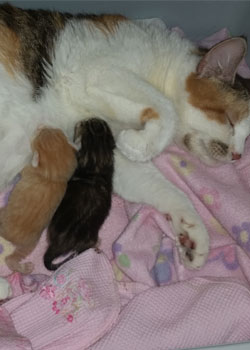 mom and kittens
