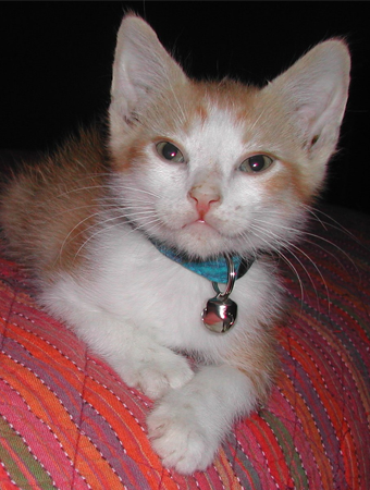 kitty